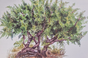 INFORMATION BRIEF No. 136 | Dec 2025