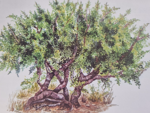 INFORMATION BRIEF No. 136 | Dec 2025